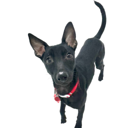 Formosan Dog
